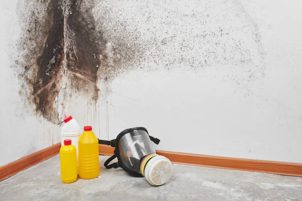 Best Mold Removal Company Near Me  in Lincoln Heights, OH