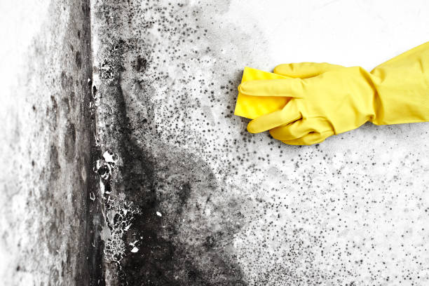 Best Best Mold Removal Companies  in Lincoln Heights, OH