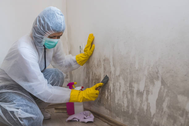 Best Black Mold Removal  in Lincoln Heights, OH