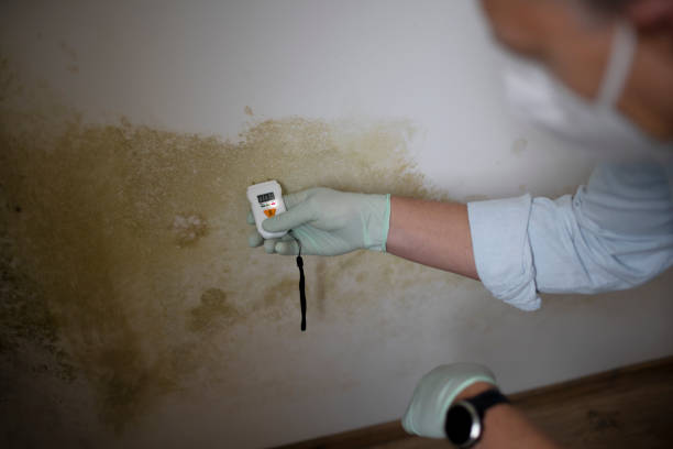 Best Professional Mold Removal  in Lincoln Heights, OH