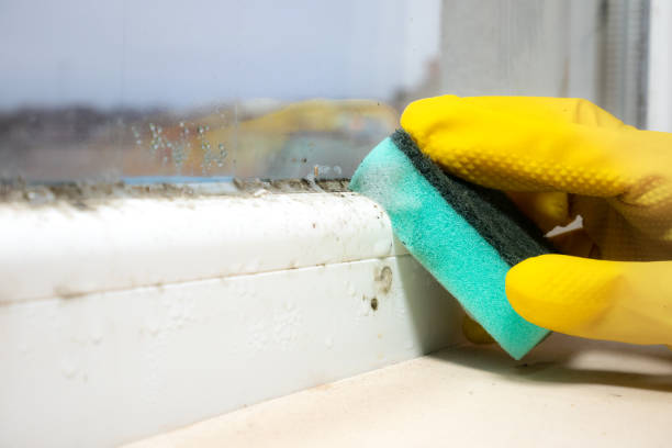 Best Same-Day Mold Removal  in Lincoln Heights, OH
