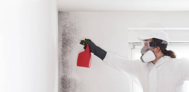 Best Local Mold Removal Service  in Lincoln Heights, OH