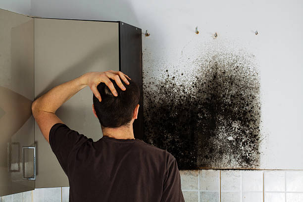 Best Affordable Mold Removal  in Lincoln Heights, OH