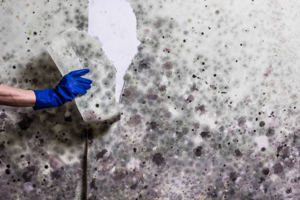 Office Mold Removal Services in Lincoln Heights, OH