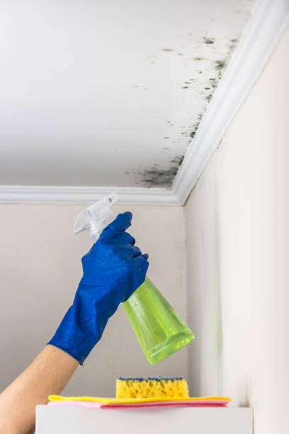 Best Black Mold Removal  in Lincoln Heights, OH